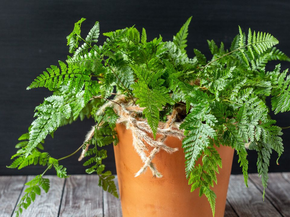 Удивительный мир давалии фиджийской: уход и особенности экзотического папоротника