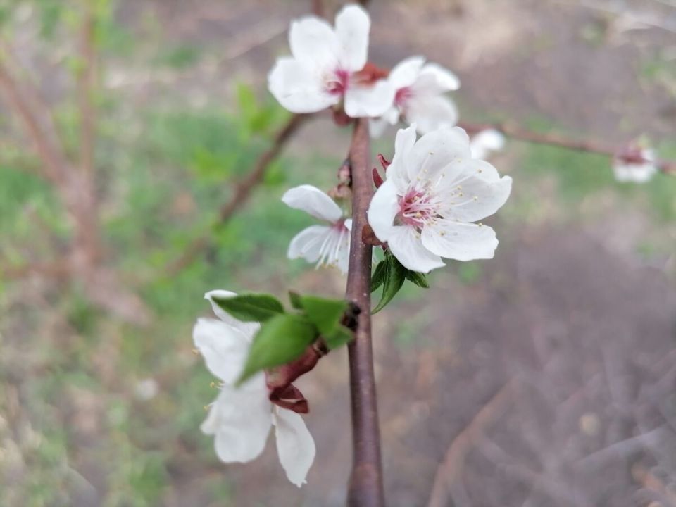 Почему ваш сад цветет, а мой – нет? Разбираемся в климатических различиях