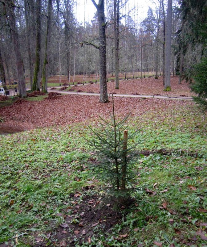 Чтобы аллея жила. Пушкинский Заповедник продолжает спасать исторические насаждения