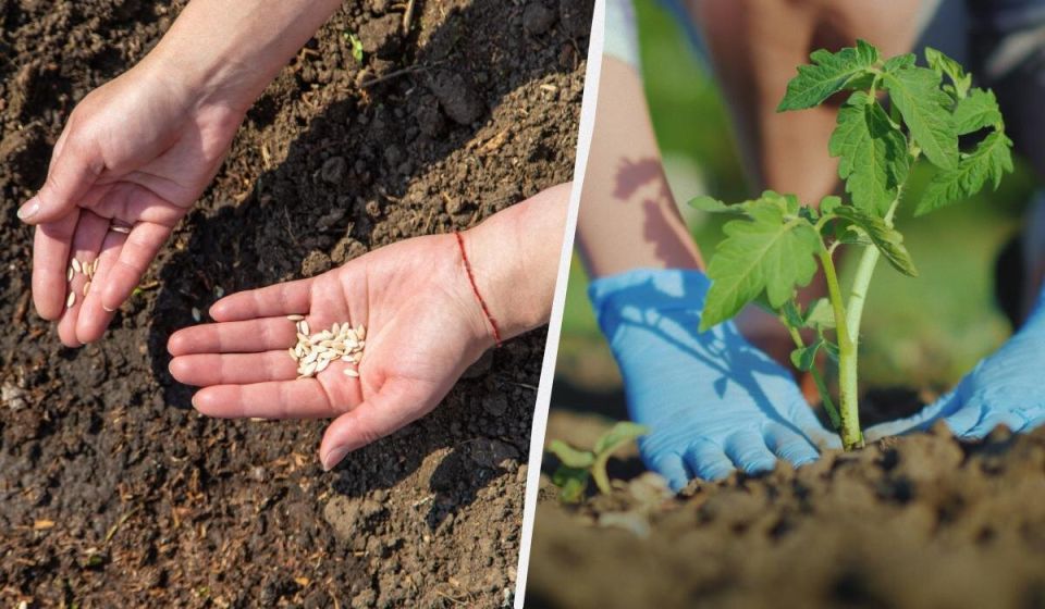 Весенние посадки: что стоит успеть в огороде до конца мая?