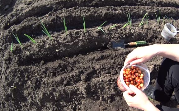 Лук на гребнях: проверенный метод или просто тренд?