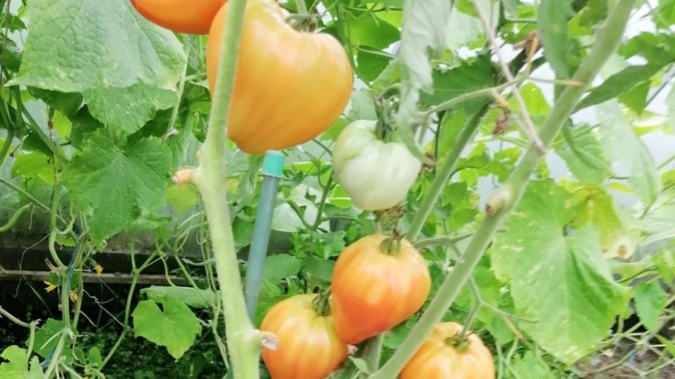 Как опыт соседа преобразил урожай томатов и перевернул представления о поливе