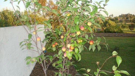 Плодовитые новшества: все о необычных гибридах фруктов, которые вас удивят