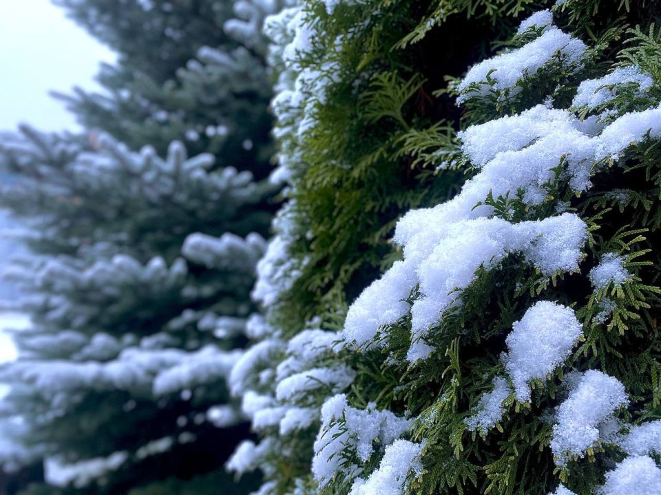 Елкин Борис: Какой главный атрибут Нового года? Конечно же, ёлка!