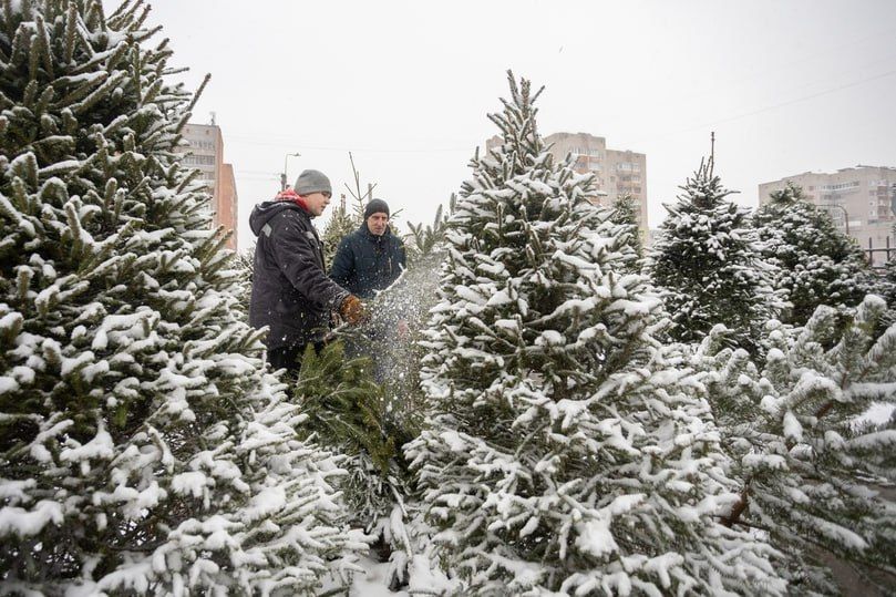 Елочные базары в Пскове начнут работать с 15 декабря