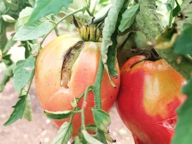 Причины растрескивания томатов в июле
