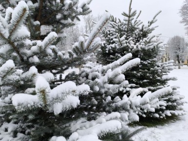 27 ноября в Псковской области ожидается облачная погода