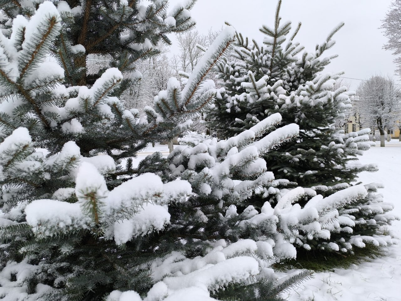 27 ноября в Псковской области ожидается облачная погода