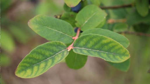 Хлороз: причины, симптомы и пути борьбы с недугом растений