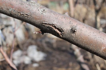 Как эффективно восстановить кору и удалить дупла на деревьях: секреты успешного ухода