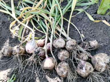 Миф о чесноке с четырьмя зубками: правда или выдумка?