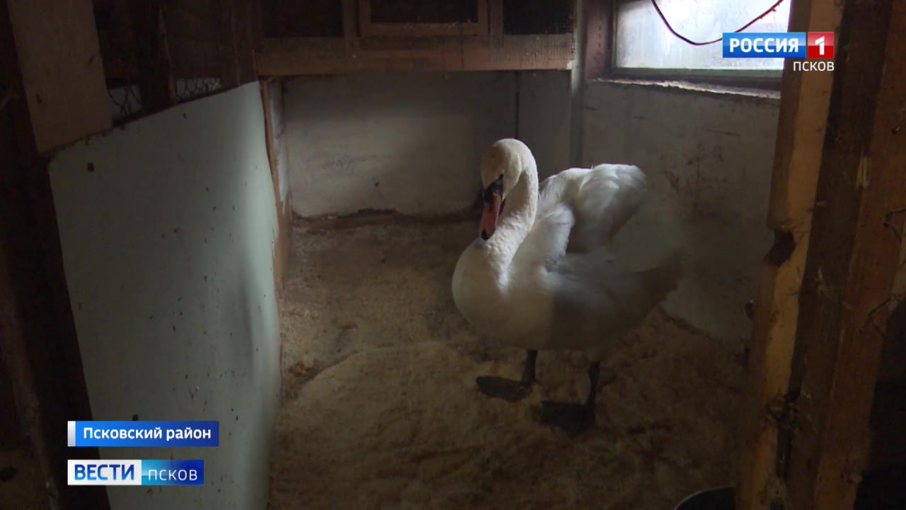 В псковском подворье "Птичий дворик" новый подопечный