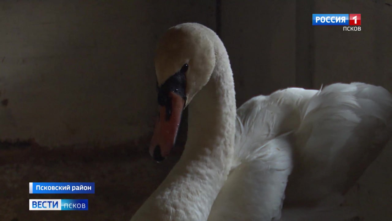 В псковском подворье "Птичий дворик" новый подопечный В псковском подворье "Птичий дворик" новый подопечный