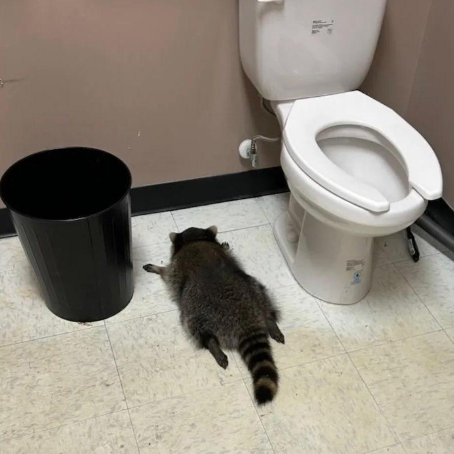 В США енот устроил бардак в алкогольном магазине, напился и отключился в туалете В США енот устроил бардак в алкогольном магазине, напился и отключился в туалете