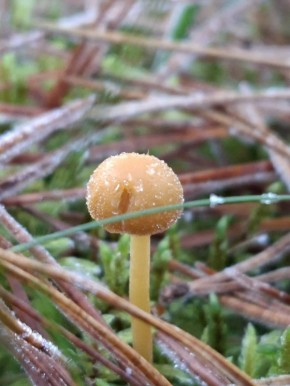 6 декабря в Псковской области ожидается облачная погода с небольшими осадками, преимущественно в виде дождя