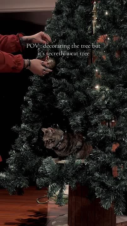 Новогодняя ёлка для котов — тренд этого сезона! По факту, это — кошачий домик, в который вставляются ёлочные ветки и прочие украшения. В итоге получается полноценная ёлка, которую вряд ли получится (и точно не захочется)...