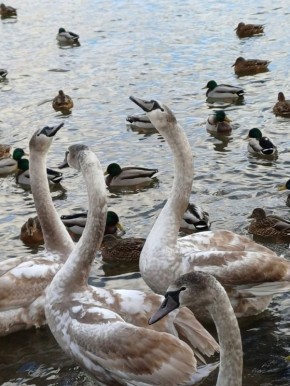 10 декабря в Псковской области ожидается облачная погода