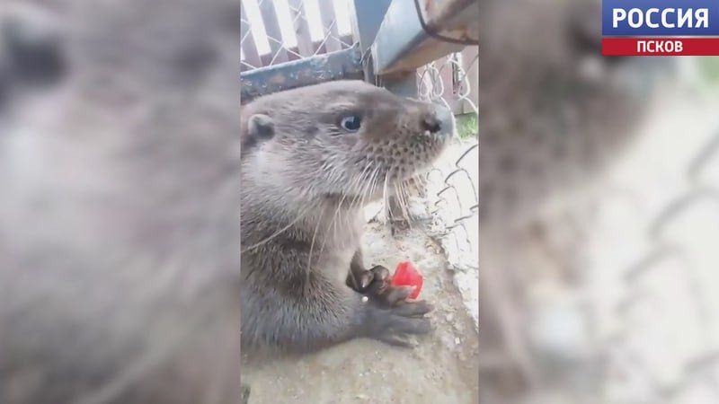 � �������� "������ ������" ������ �������� ������� �������� �����