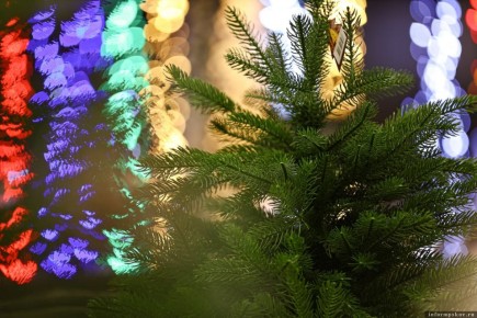 Названы адреса ёлочных базаров в Пскове и Великих Луках