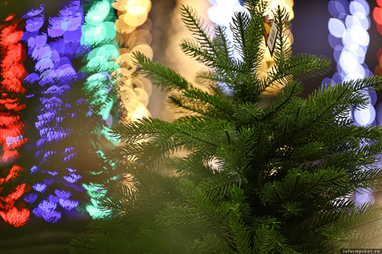 Названы адреса ёлочных базаров в Пскове и Великих Луках