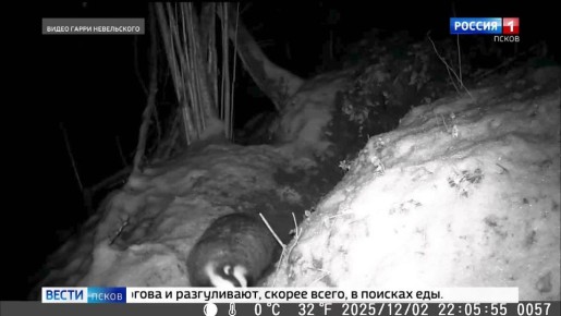 На камеры видеонаблюдения попали ночные бродяги - барсуки