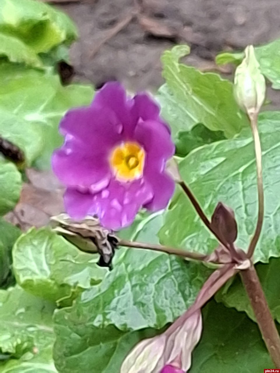 Маргаритки расцвели в Пскове в декабре Маргаритки расцвели в Пскове в декабре