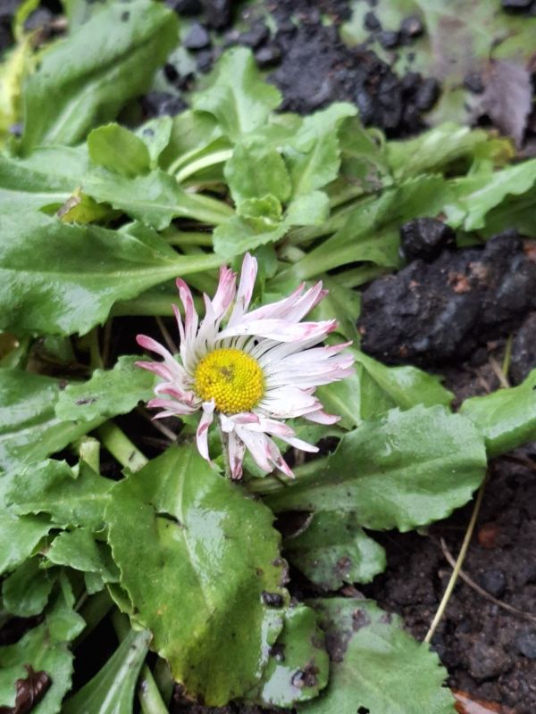 ����������� ���� � ����������� ������: ���������� �������� 18 �������