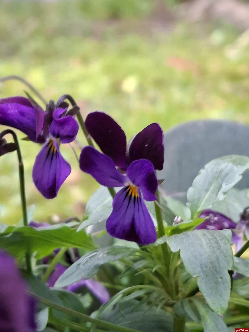 Маргаритки расцвели в Пскове в декабре Маргаритки расцвели в Пскове в декабре