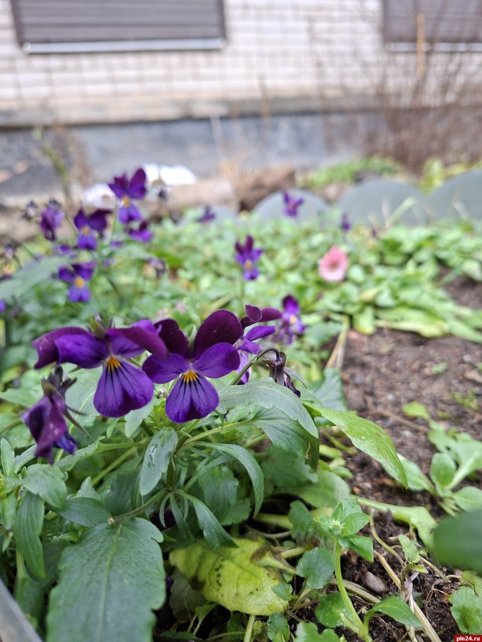 Маргаритки расцвели в Пскове в декабре Маргаритки расцвели в Пскове в декабре