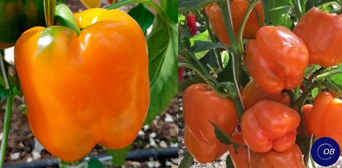 �����: ������� ��������� ������ ���� � �������� ������� ������