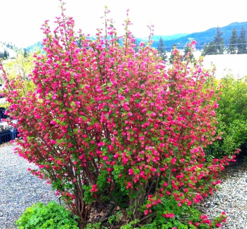 ������������ ���������: ����������� �������� ��� ���������