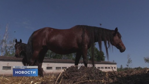 Есть ли у лошадей характер и можно ли его изменить? Каждая ли лошадь подходит для занятий спортом? Как подружить животное и наездника? Кому показана иппотерапия и может ли она лечить депрессию? Об этом и не только рассказала...