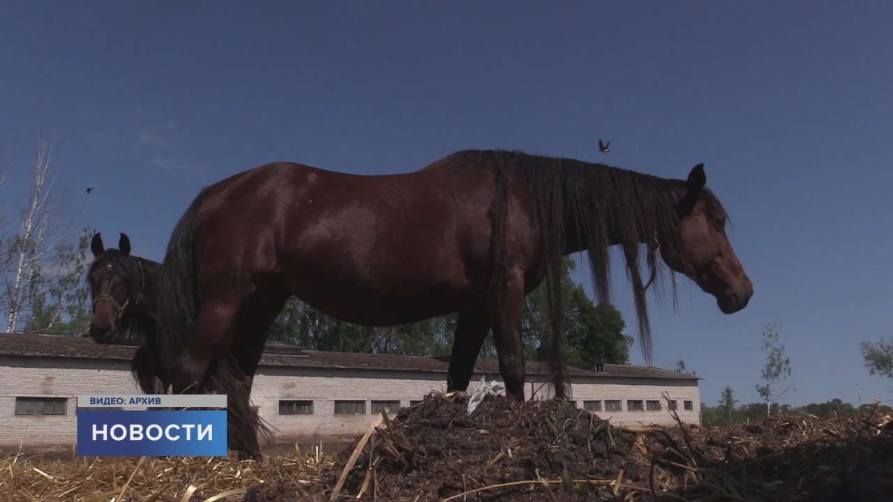 Есть ли у лошадей характер и можно ли его изменить? Каждая ли лошадь подходит для занятий спортом? Как подружить животное и наездника? Кому показана иппотерапия и может ли она лечить депрессию? Об этом и не только рассказала...