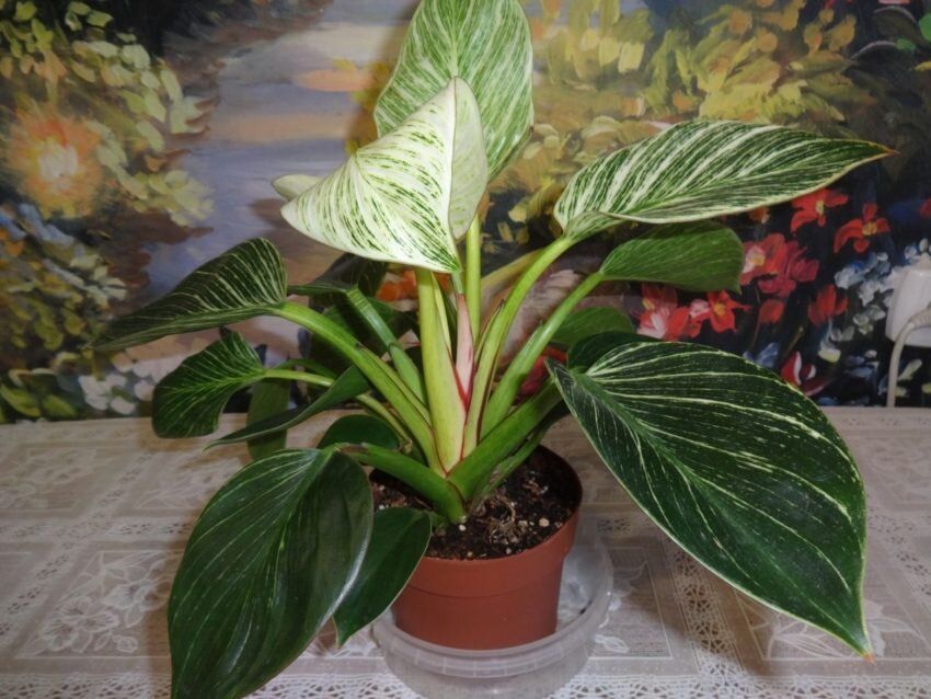 ����������� ������: ������, ������� �������� ������