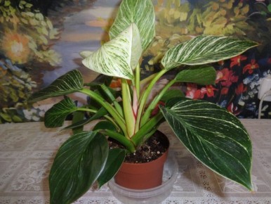 ����������� ������: ������, ������� �������� ������