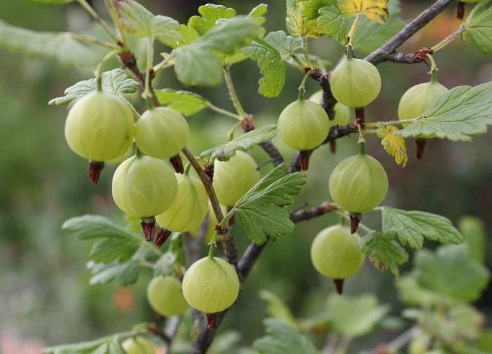 ������ ��������� �� ������ �������?