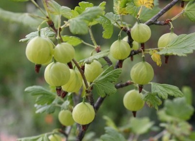 Почему крыжовник не радует урожаем?