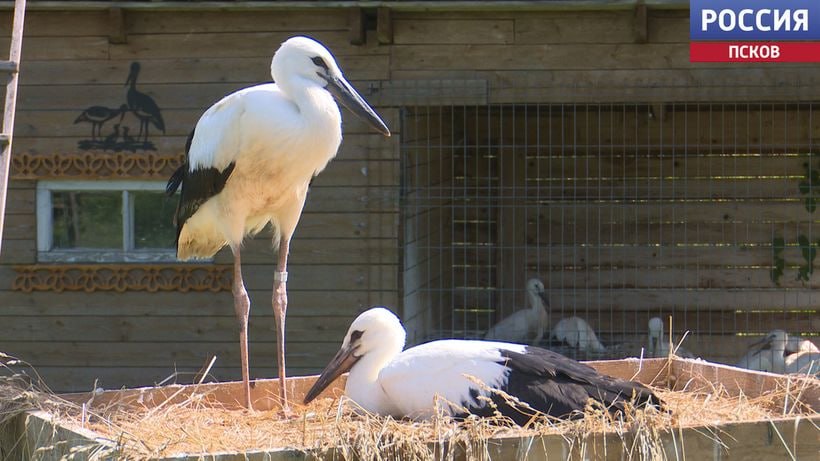 Администрация Гдовского района Псковской области предоставила АНО "Дом Белого Аиста" субсидию в размере 110 тысяч рублей