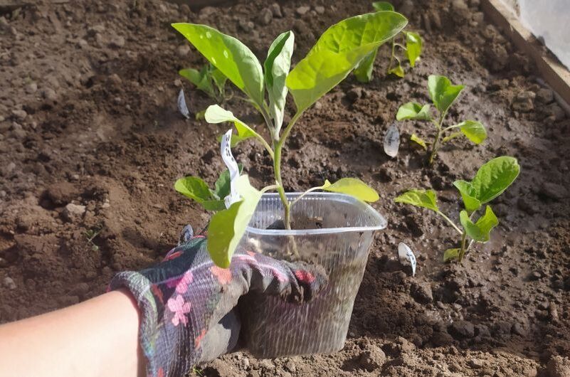 ��� ����������� ������ � ������: ������ ������ ���