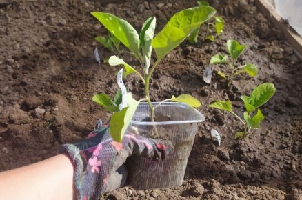 ��� ����������� ������ � ������: ������ ������ ���