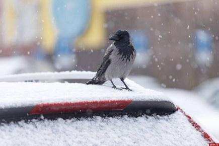 До -9 градусов ожидается в Псковской области 4 января