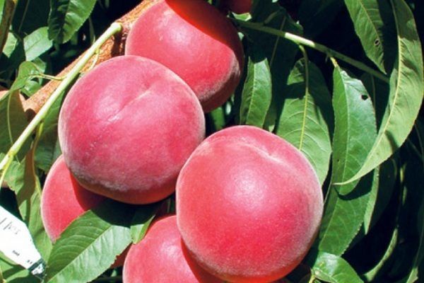 ������ ������� �����: ��� ��������� ���� ������ ����