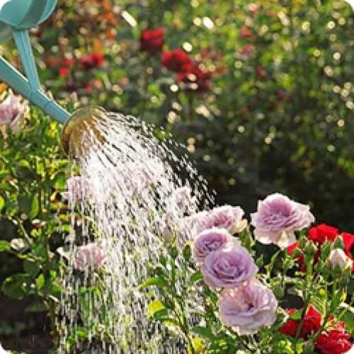 ��� ��������� ������������� ���� � �������: ������ �� �����