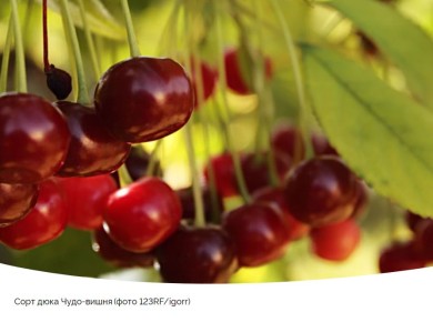 ����-�����: ����� ������ �� ������� ������� �������