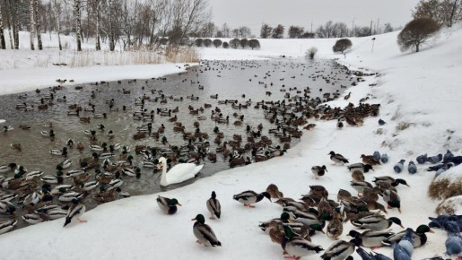 �������� ������ ������ �� ������ ����� � ��������� �����������