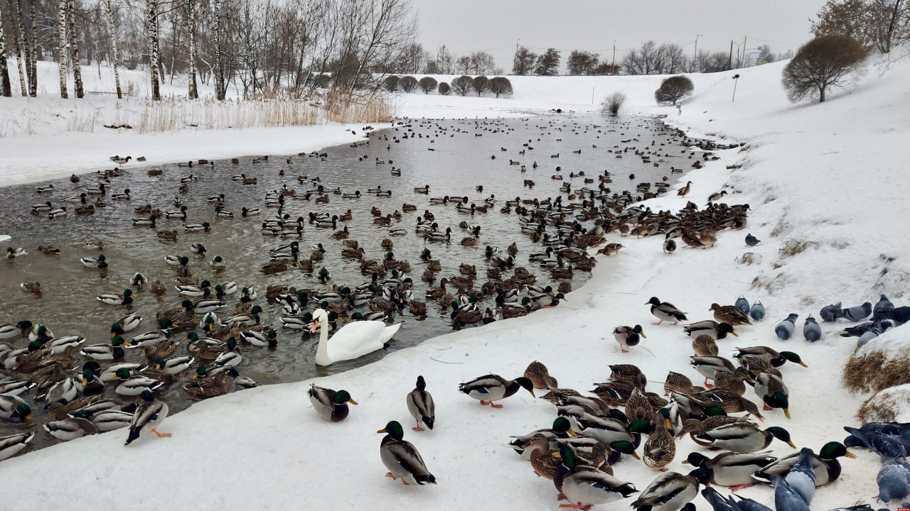 Одинокий лебедь зимует на Утином пруду в псковском Дендропарке