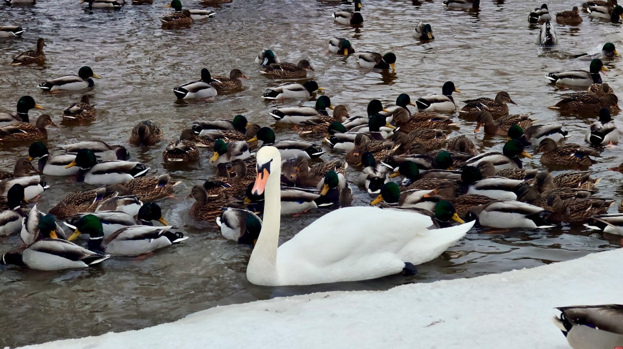 Одинокий лебедь зимует на Утином пруду в псковском Дендропарке Одинокий лебедь зимует на Утином пруду в псковском Дендропарке