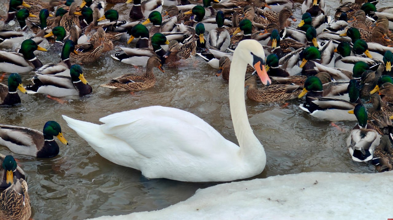 Одинокий лебедь зимует на Утином пруду в псковском Дендропарке Одинокий лебедь зимует на Утином пруду в псковском Дендропарке