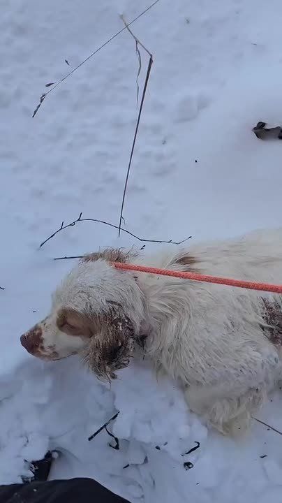 Чиновница из Псковской области выбросила десятки собак на мороз