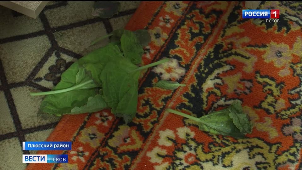 Уголовное дело о халатности по факту ненадлежащего теплоснабжения домов Заплюсья возбуждено после обращения жителей к председателю Следственного комитета России Александру Бастрыкину